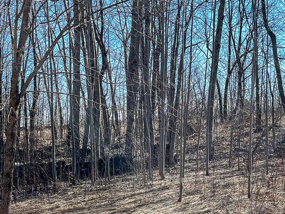 DickinsonCenterLot_Lot_Trees