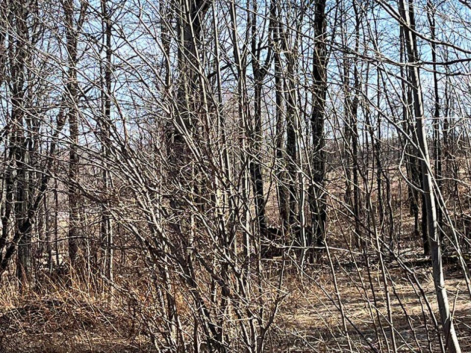 DickinsonCenterLot_Lot_Trees_2