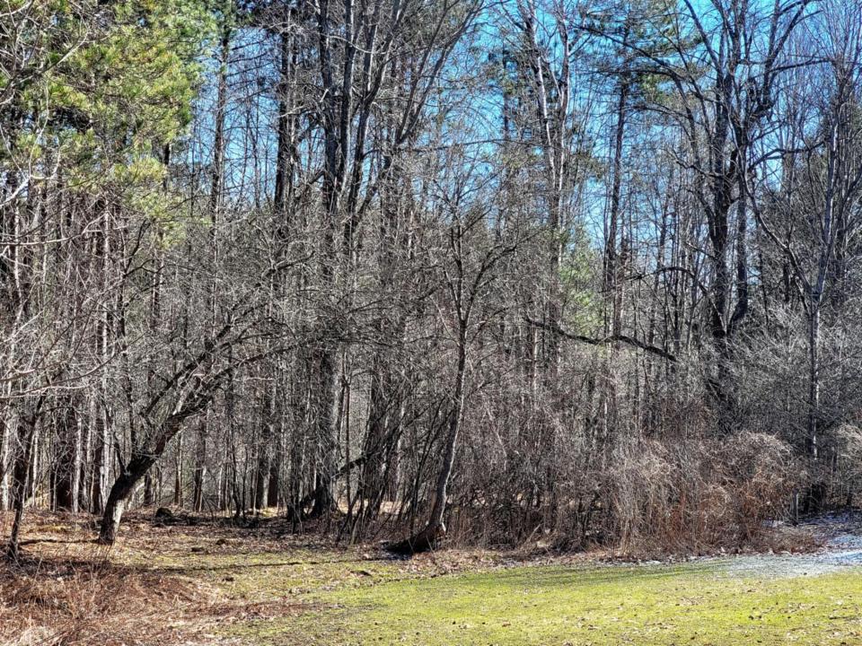 Musto - Pierrepont camp - woods II