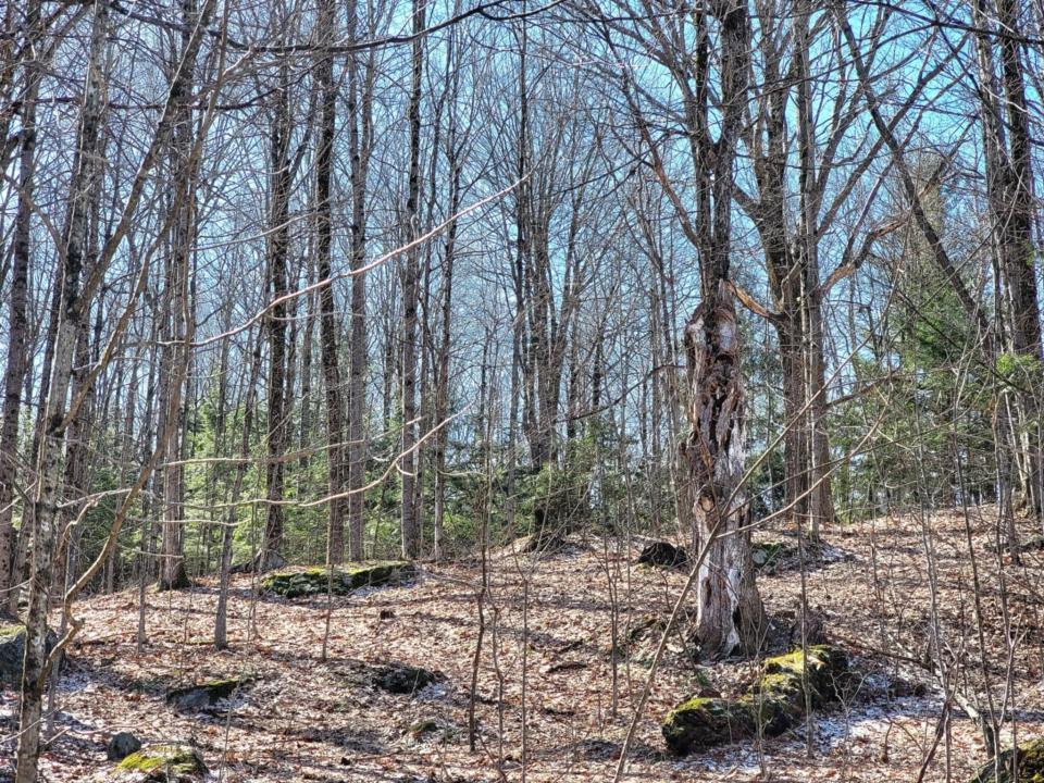 Musto - Pierrepont camp - woods III