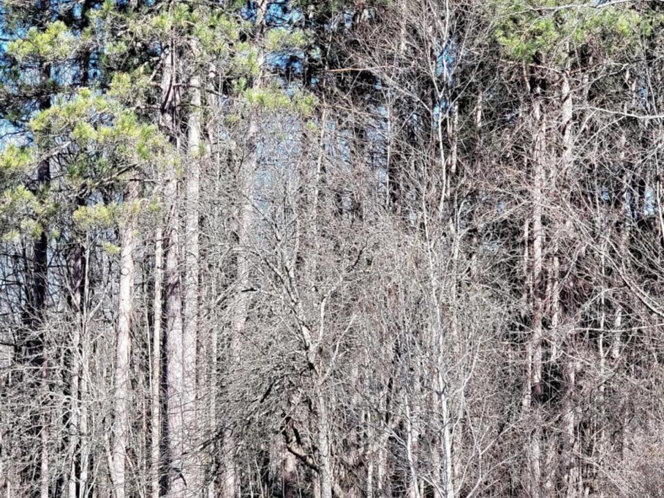 Musto - Pierrepont camp - woods IV