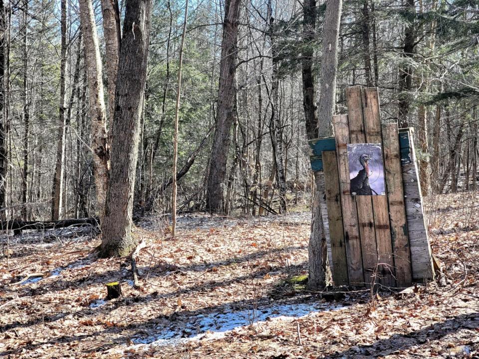 Musto - Pierrepont camp - woods with tar