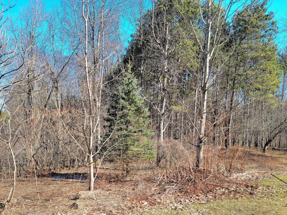 Musto - Pierrepont camp - woods