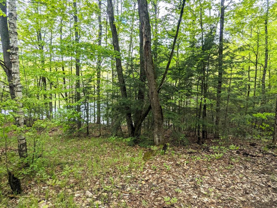 pWalk to Lake3
