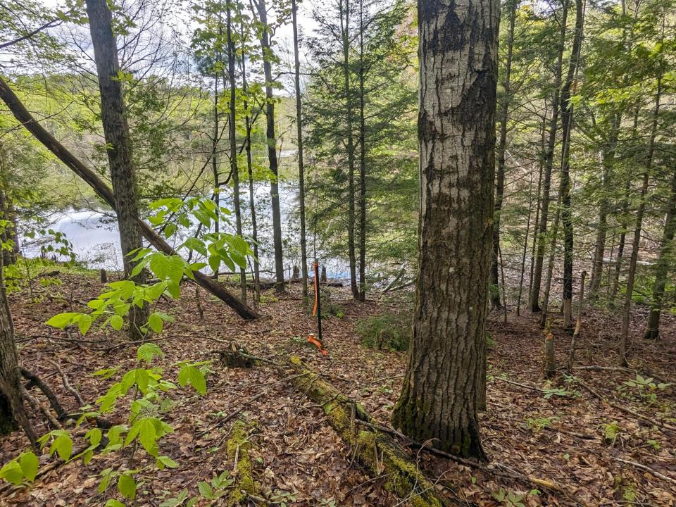 pWalk to Lake4