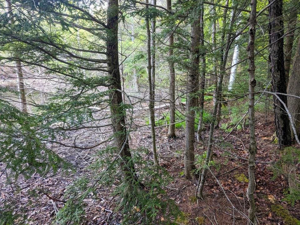 pWalk to Lake5