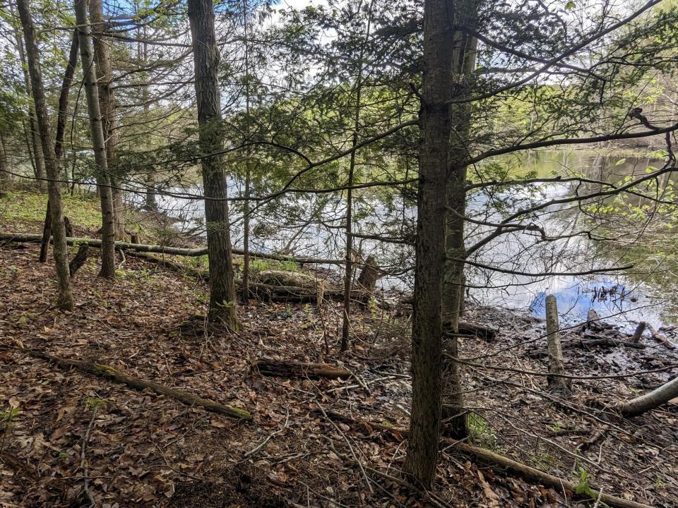 pWalk to Lake6