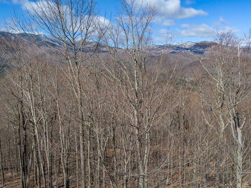LandOnMooseHillRoad_A_Lot_Roadside_Trees