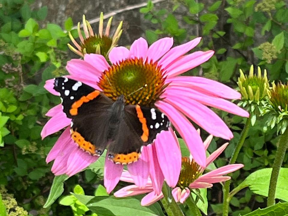 CozyHomeOnLakeFlower_O_Flower_Butterfly