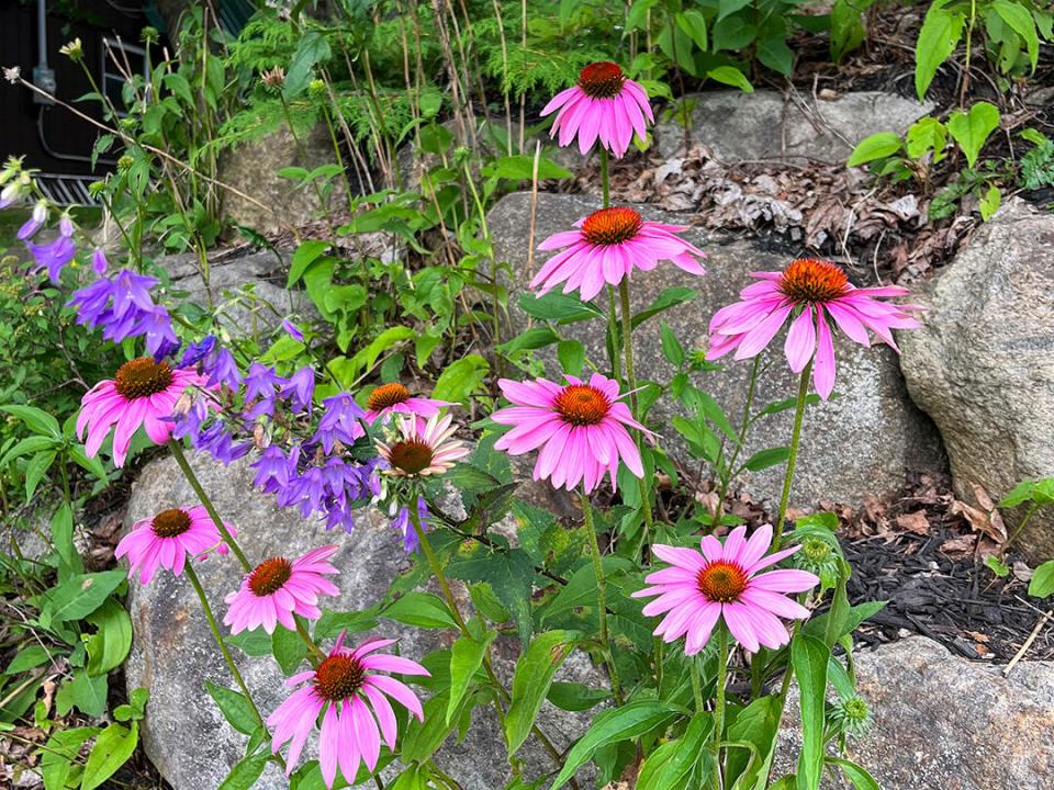 CozyHomeOnLakeFlower_O_PinkFlowers