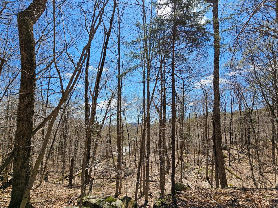End of lot line mountain view.