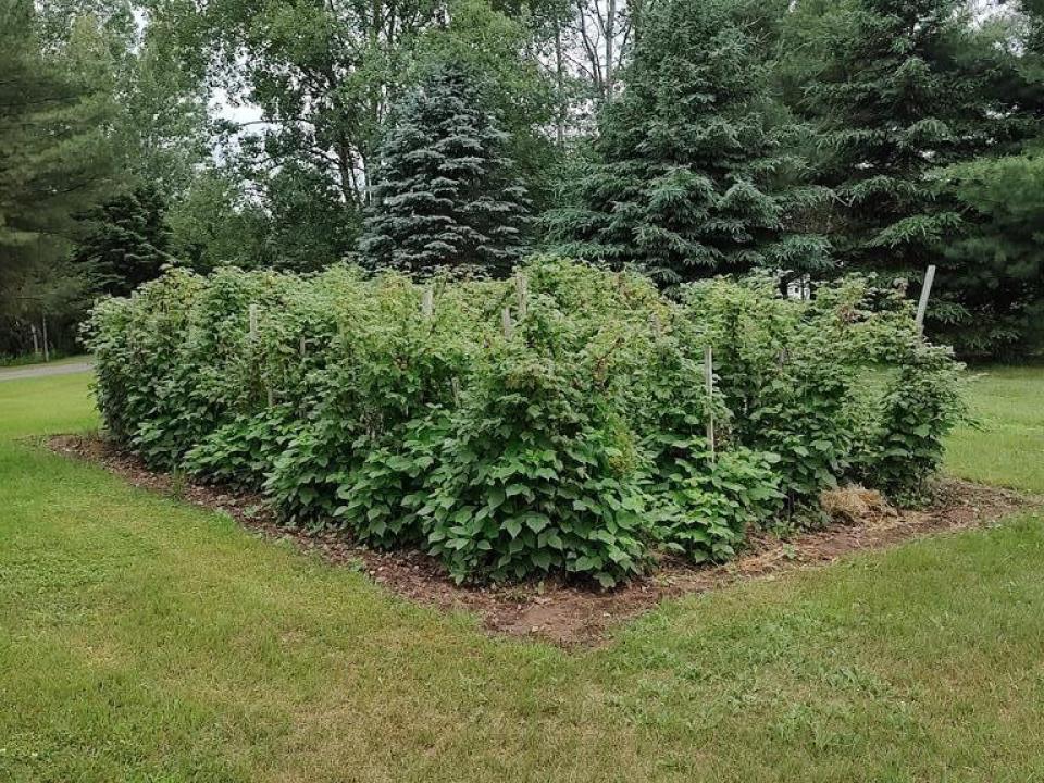 Raspberry Bushes