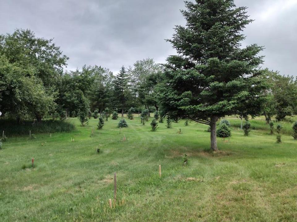 Tree Farm
