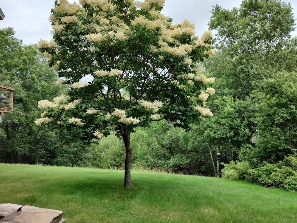 Beautiful Landscaping