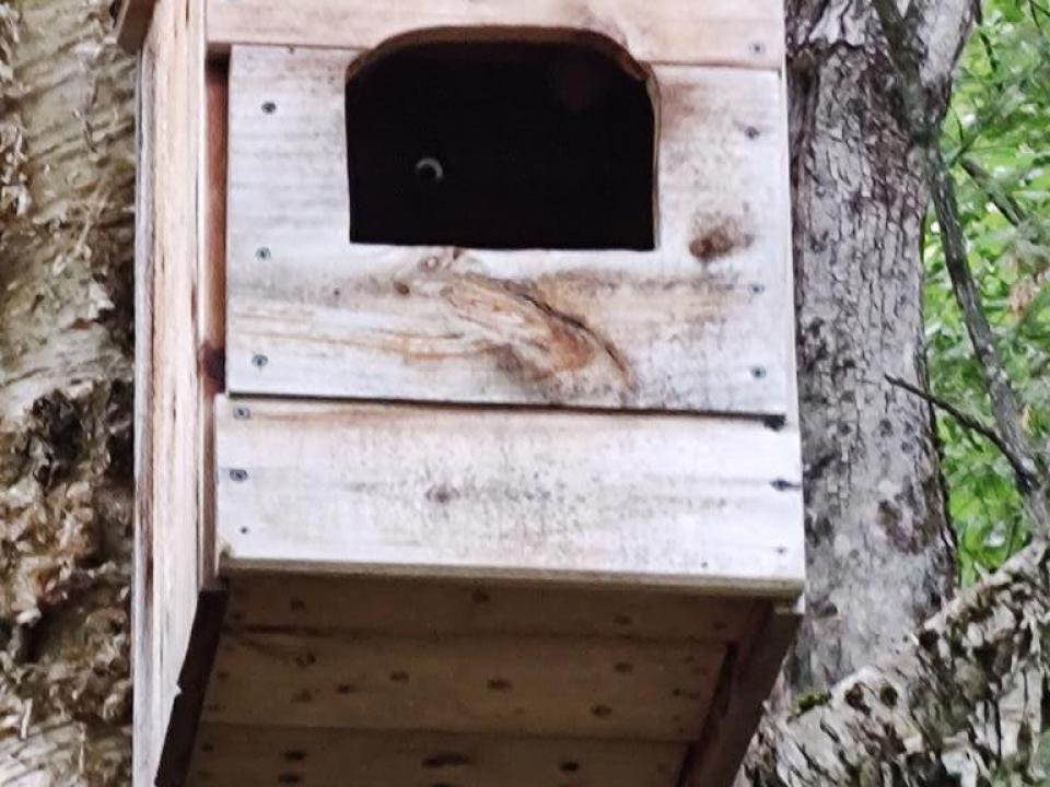 Owl's House