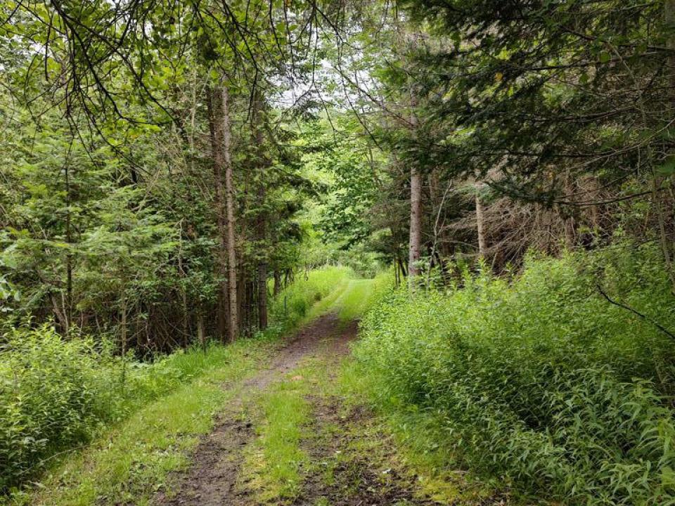 Trails for Four Wheeling or Walking