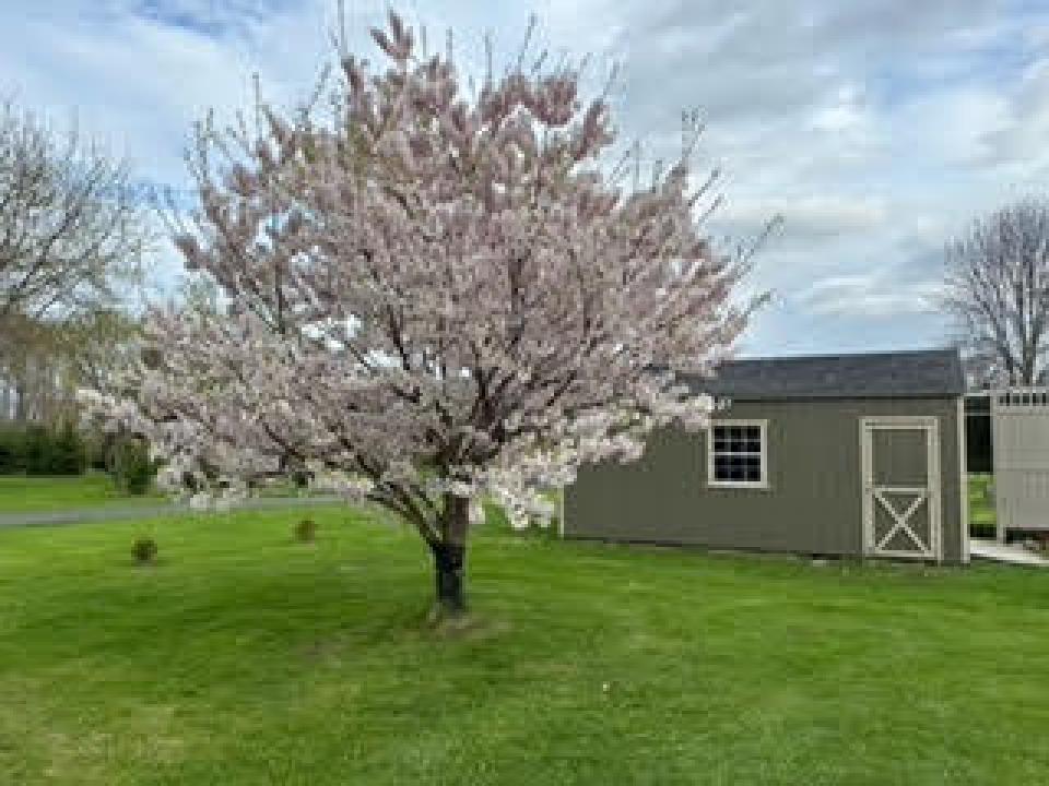 Fruit Trees
