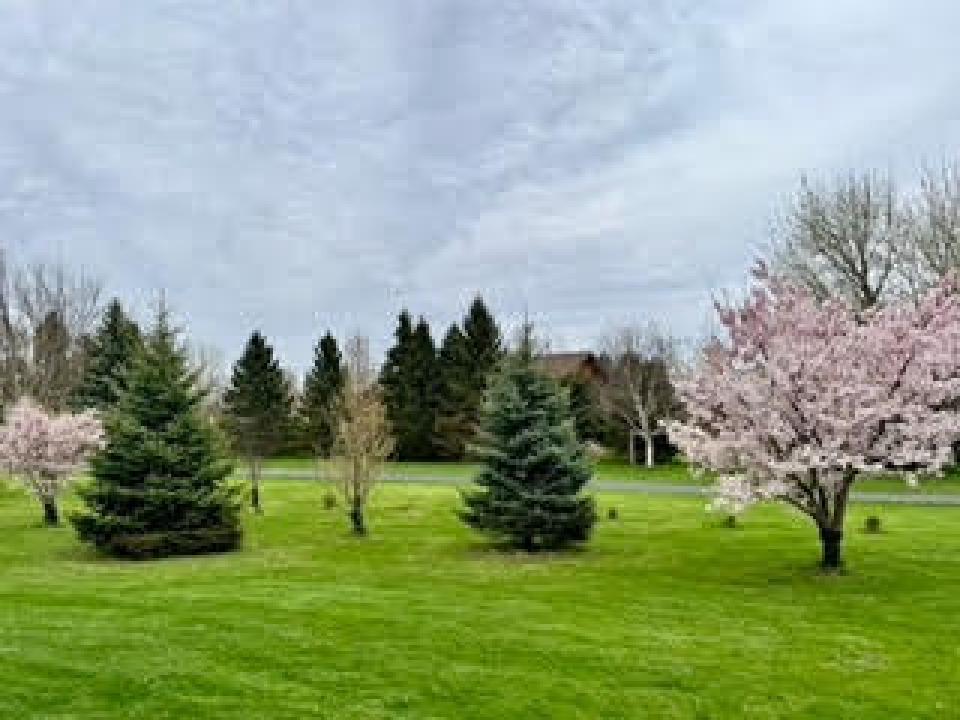 Mature Shrubs/Fruit Trees