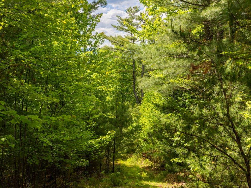 Lot 2 woods paths May 26 2025-1_2000px