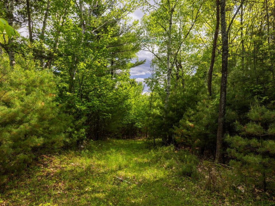 Lot 2 woods paths May 26 2025-4_2000px