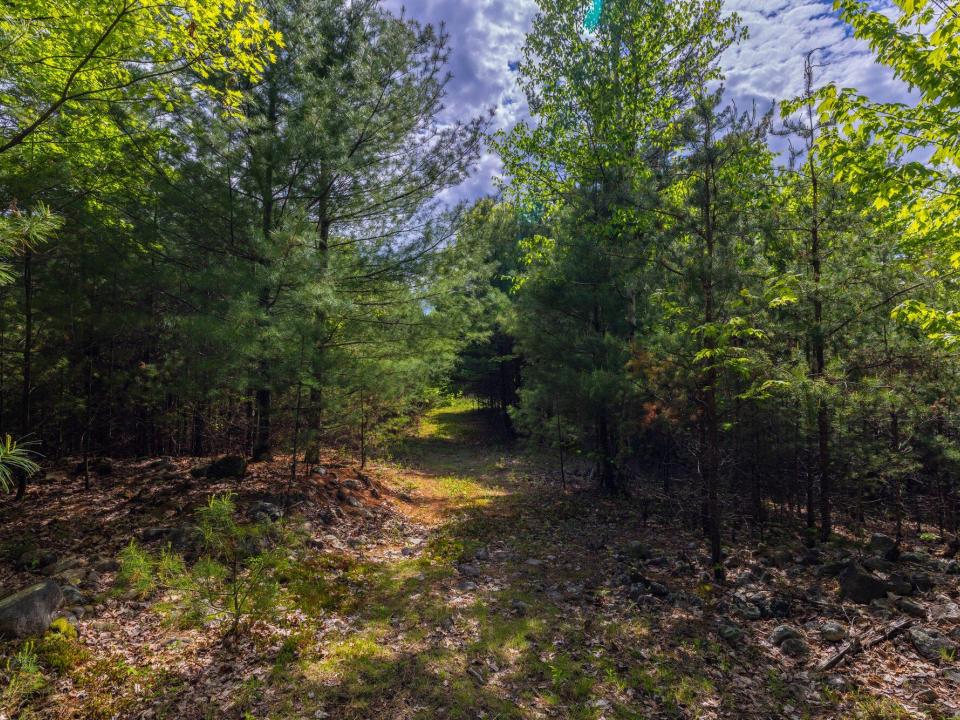 Lot 3 paths and old stone fences May 26
