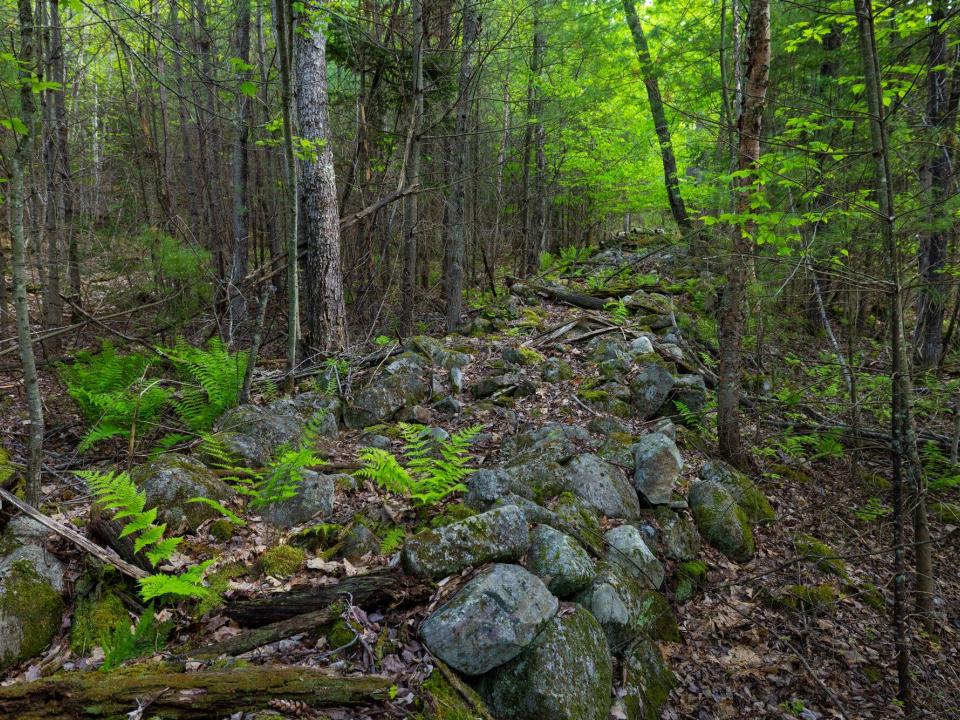 Lot 3 paths and old stone fences May 26