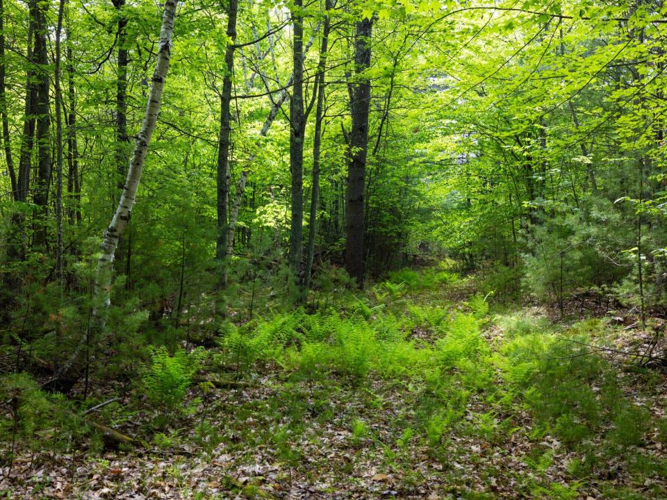 Lot 3 paths and old stone fences May 26