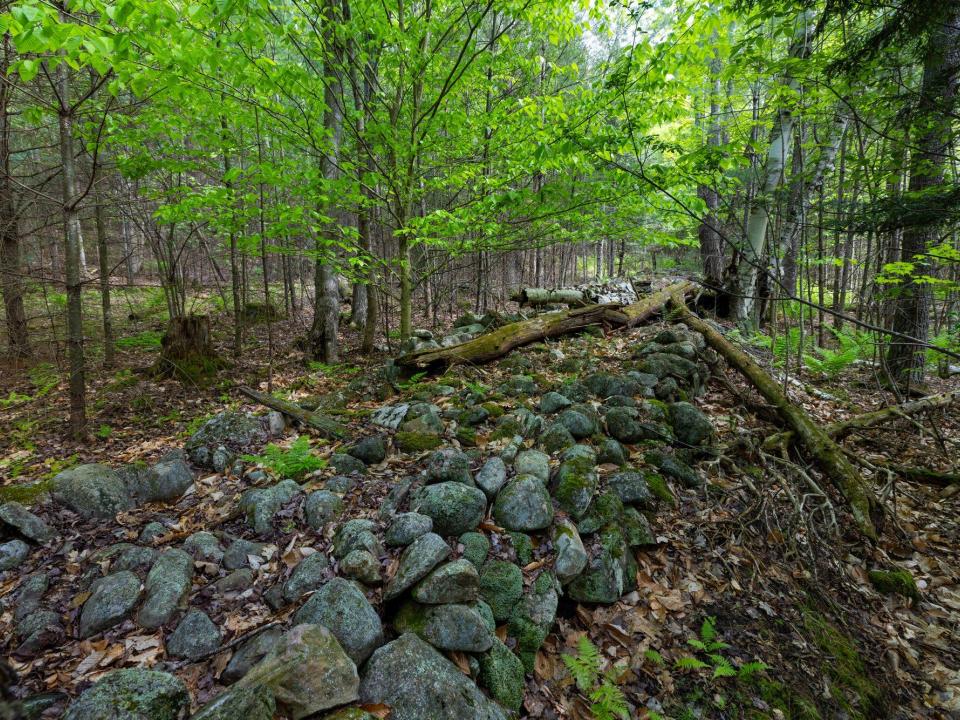 Lot 3 paths and old stone fences May 26