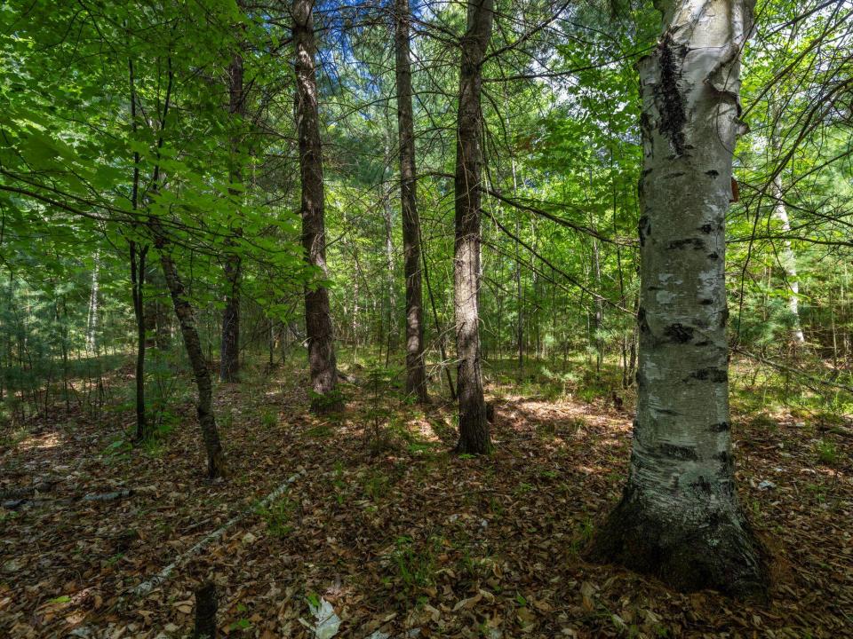 Lot 2 woods paths May 26 2025-8_2000px