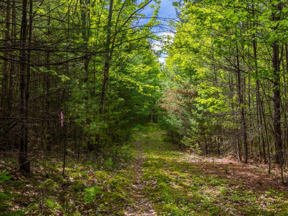 Lot 3 paths and old stone fences May 26