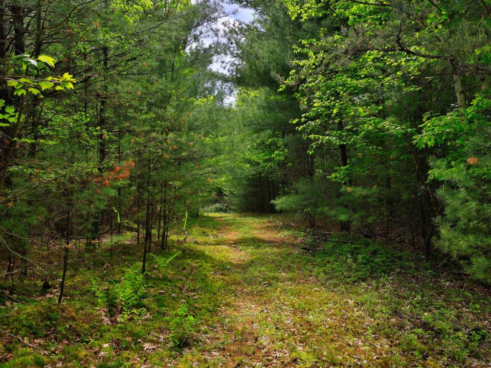 Lot 3 paths and old stone fences May 26