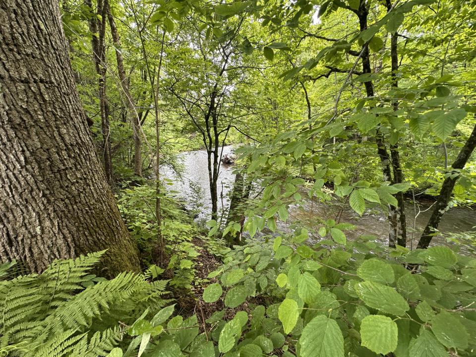 Salmon River