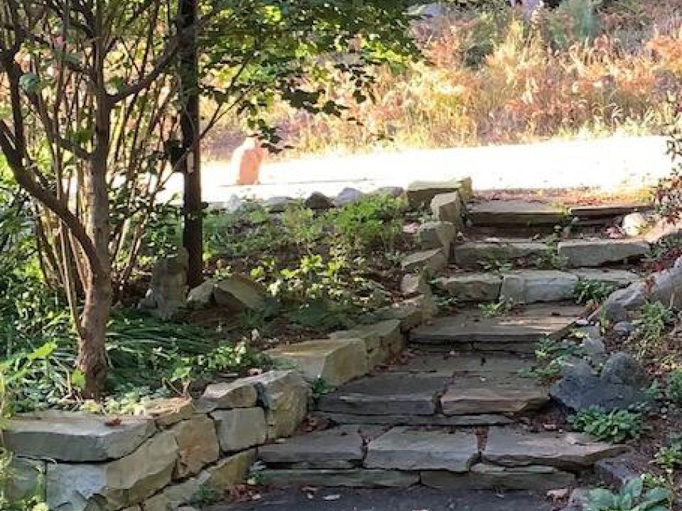 Neighborhood wildlife