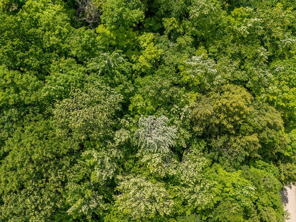 LandOnJacksonInKeene_A_Land_Above_Road