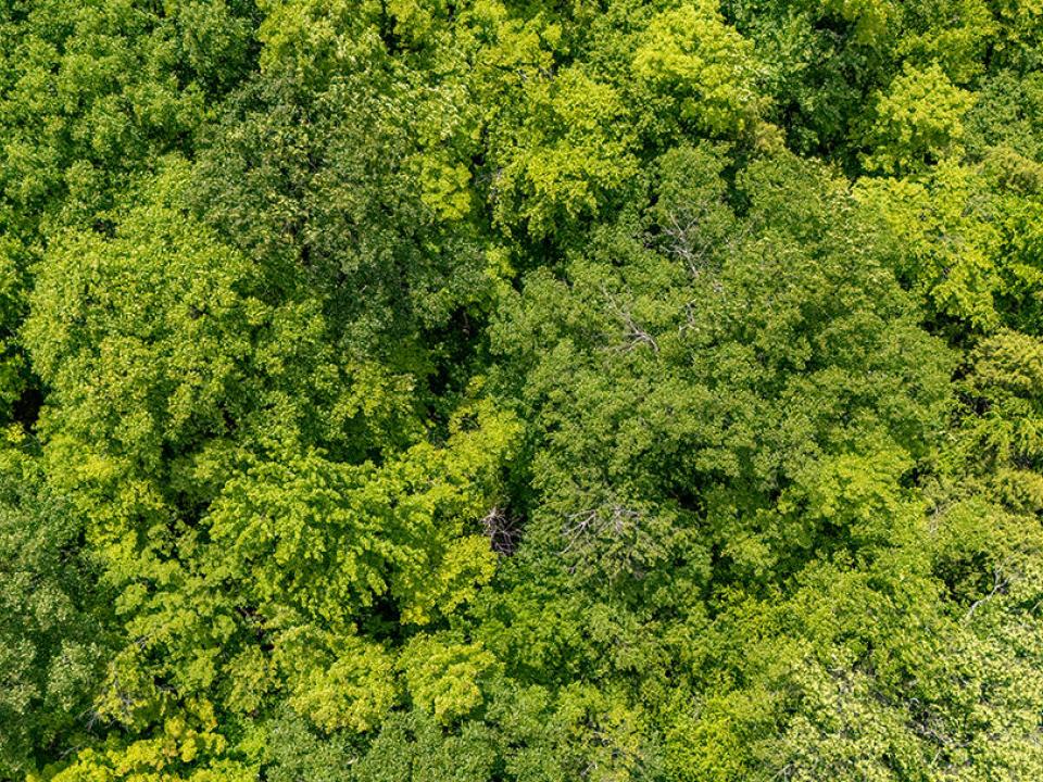 LandOnJacksonInKeene_A_Land_Above