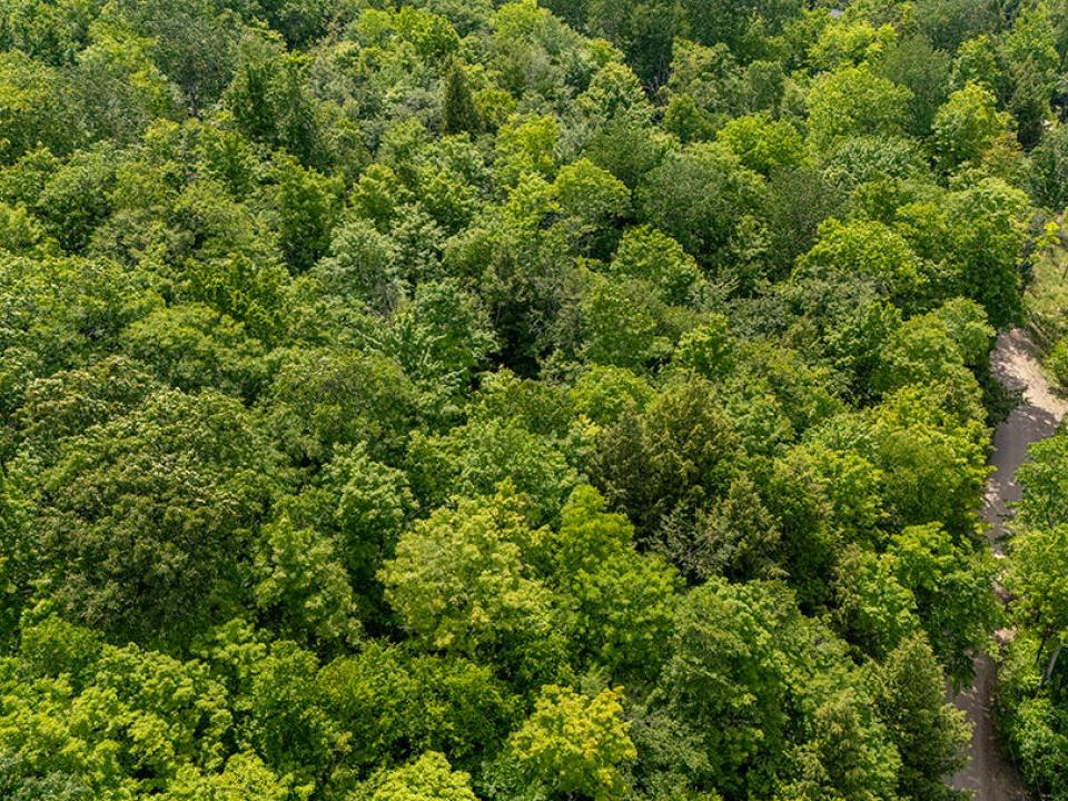 LandOnJacksonInKeene_A_Land_Back_Road