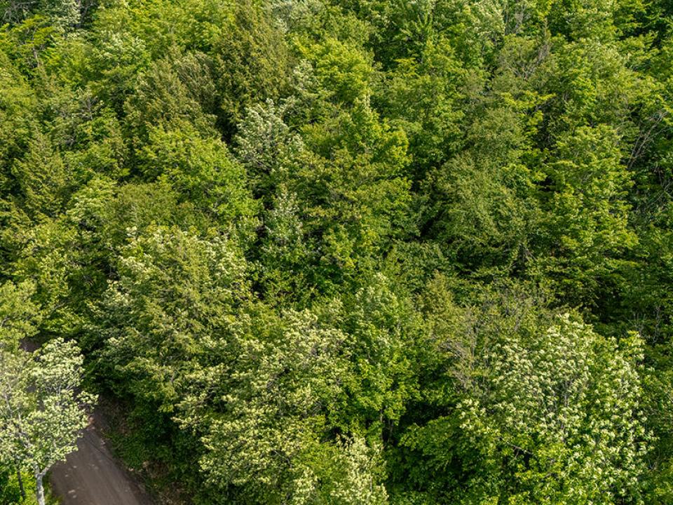 LandOnJacksonInKeene_A_Land_Near_MooseWa