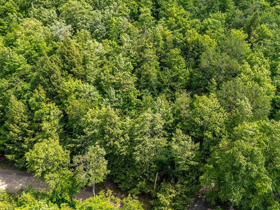 LandOnJacksonInKeene_A_Land_Side_Moose