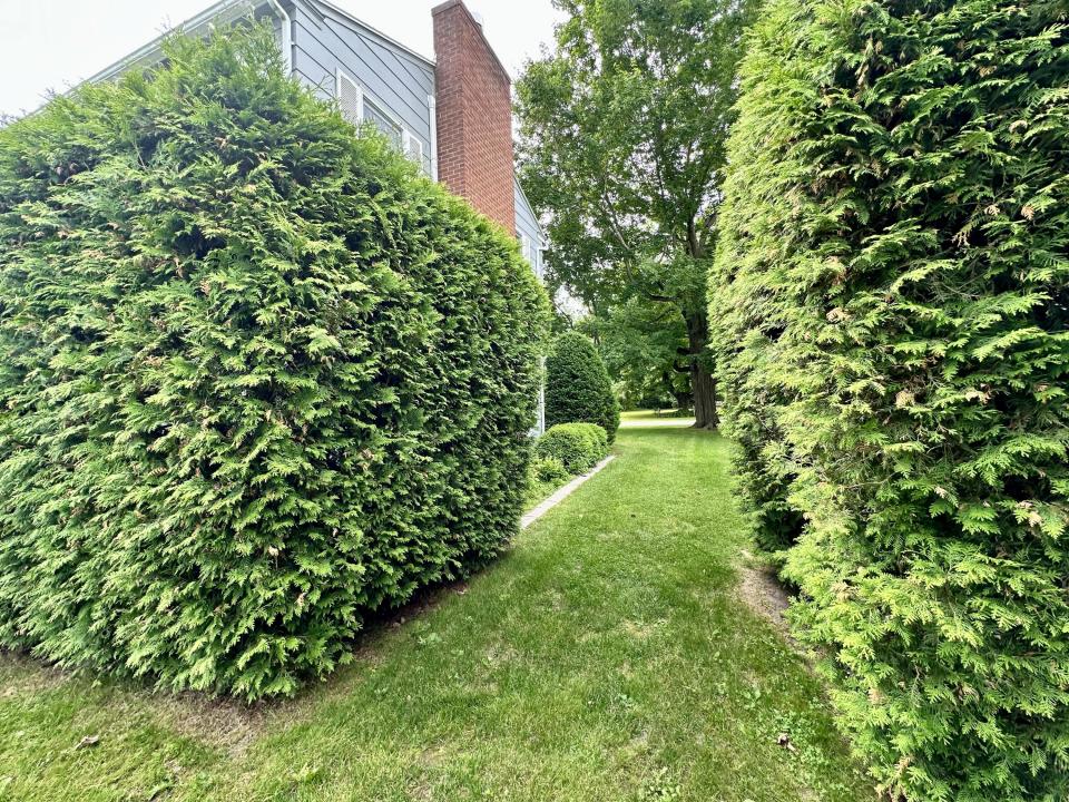 Cedar Hedge