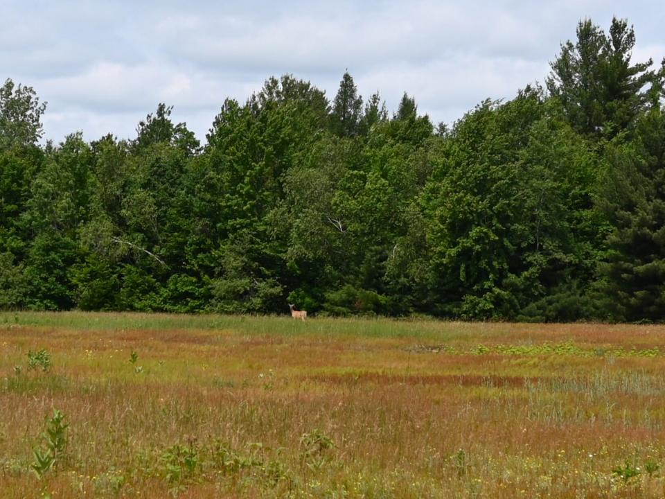 perham camp deer