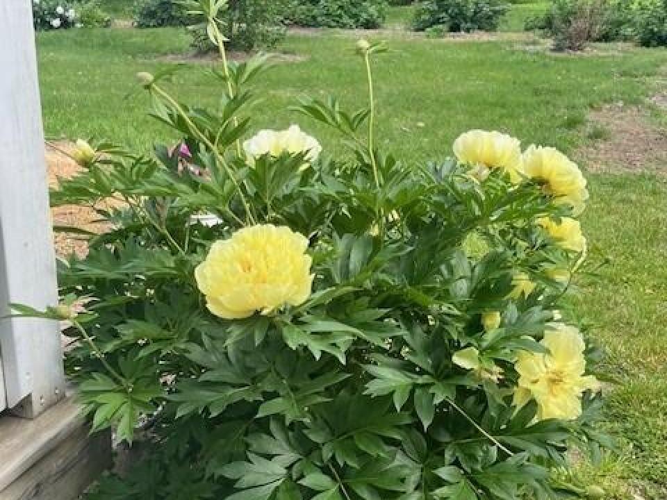 Mature Perennials