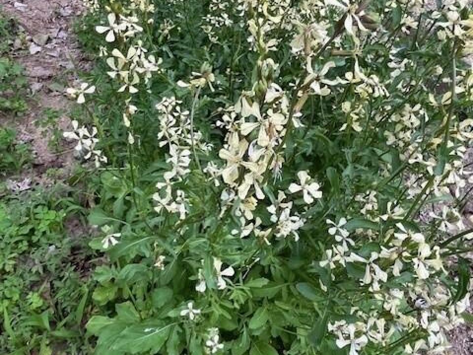 Perennials