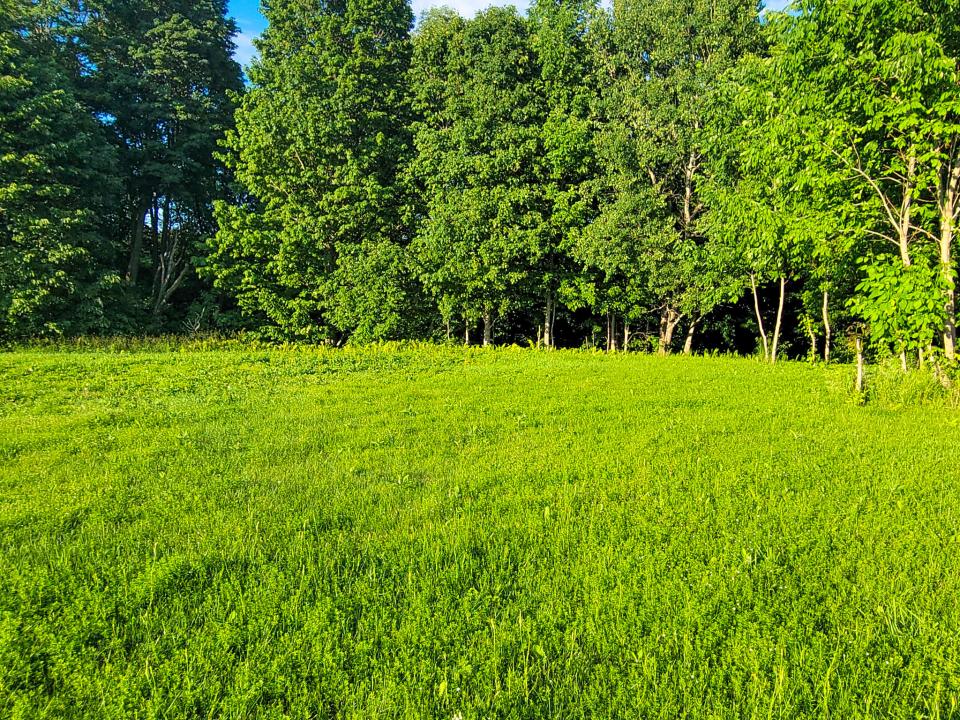 healy lawn2