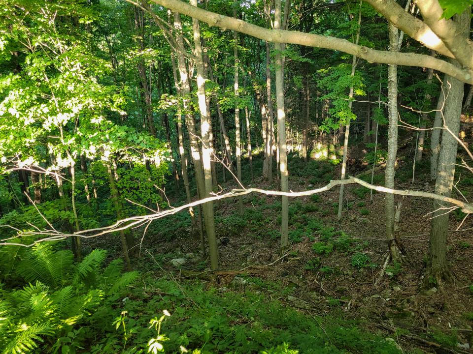healy forest