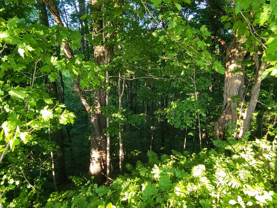 healy slope