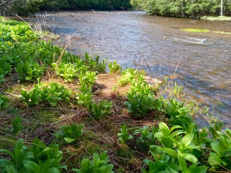 healy water1