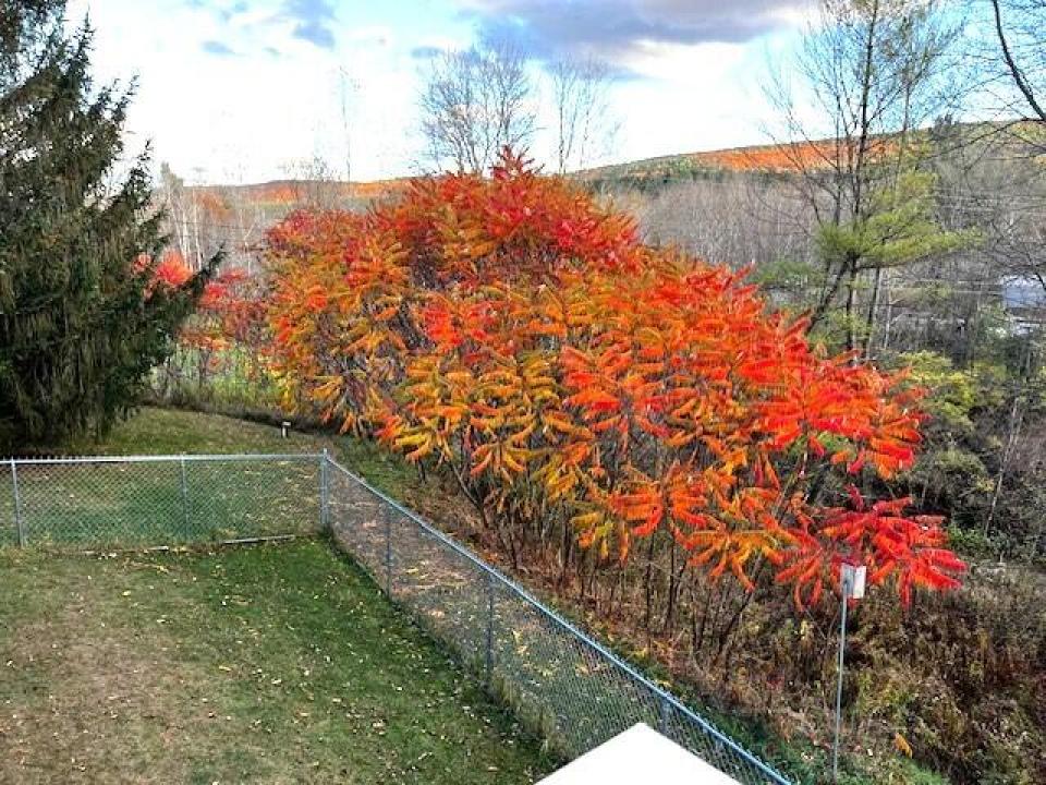 Fall View
