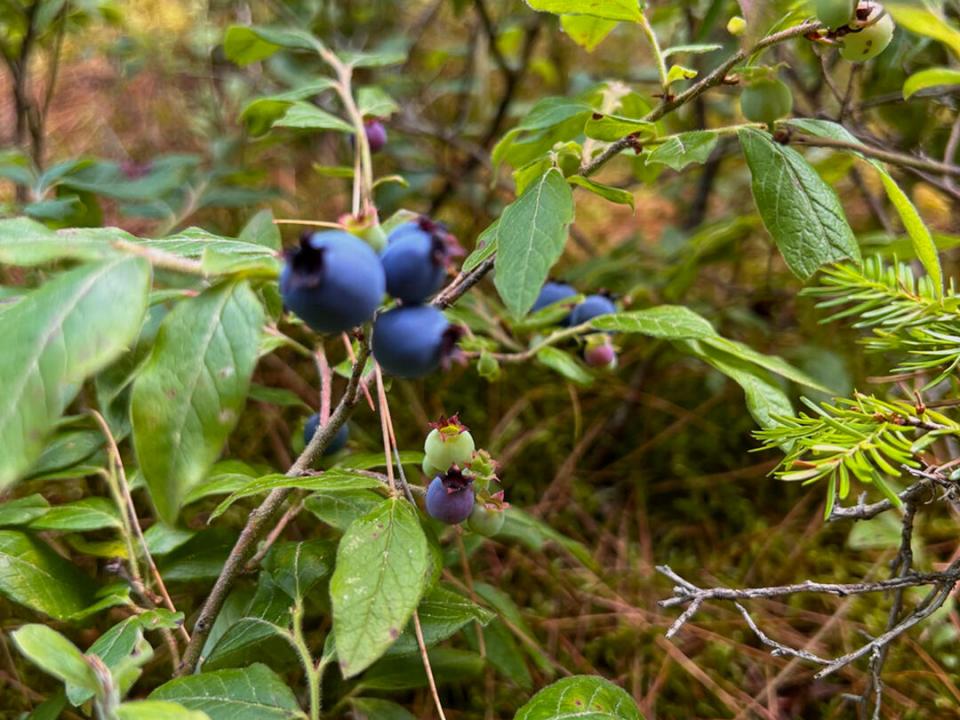 LandOnColdBrookRoad_Blueberries