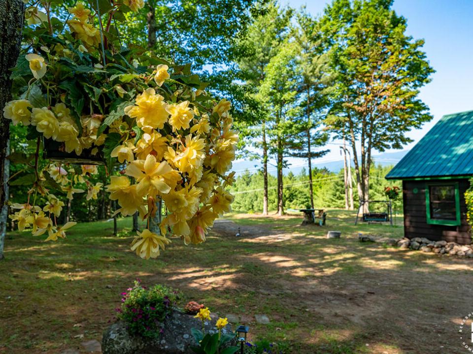 KeeneCabinOnStylesBrookRd_Flowers_Yellow