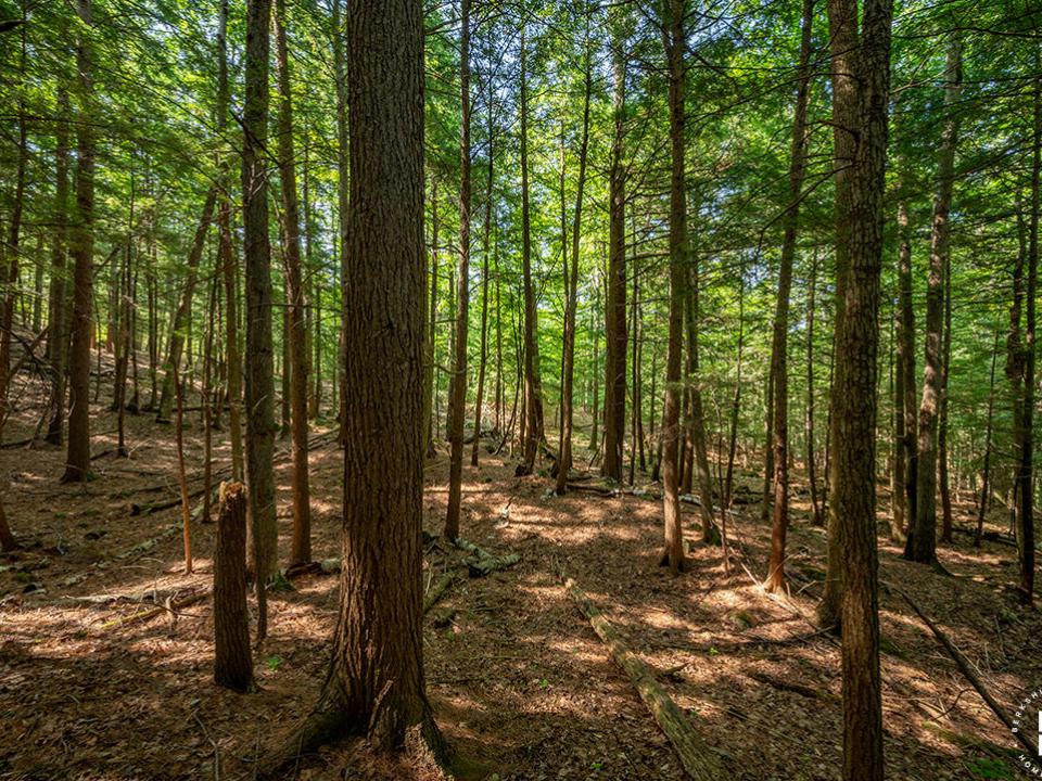 KeeneCabinOnStylesBrookRd_Land_Trees